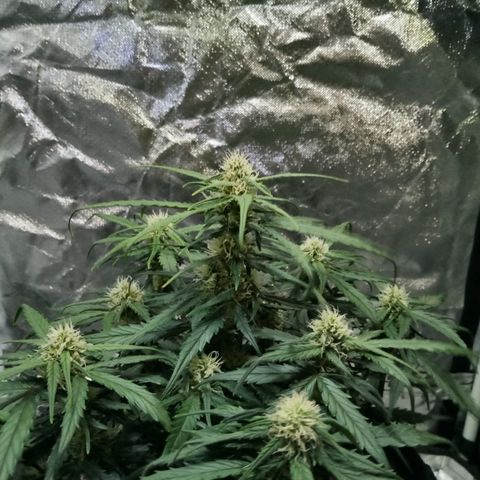 Bruce Banner auto growlog photo: Stinks so good