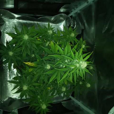 Jet growlog timeline photo