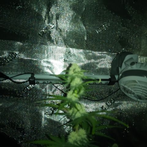 Jet growlog timeline photo