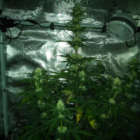 Jet growlog timeline photo
