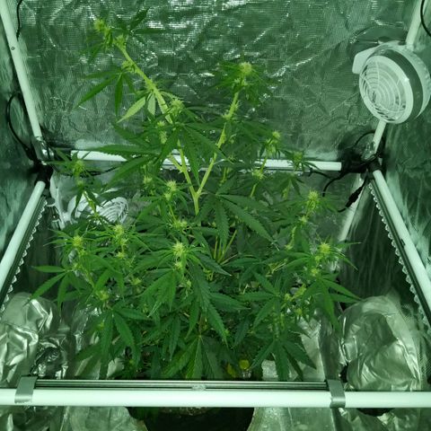 Gorilla Glue (Contest) growlog timeline photo