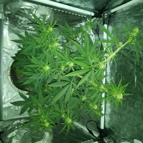 Gorilla Glue (Contest) growlog timeline photo