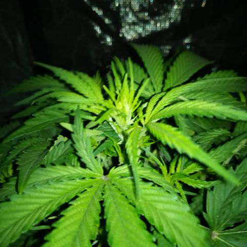 Crystal Candy XL Auto growlog timeline photo