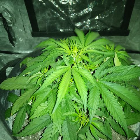 Crystal Candy XL Auto growlog timeline photo