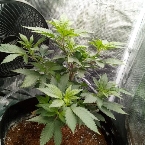 White widow growlog photo: 😁