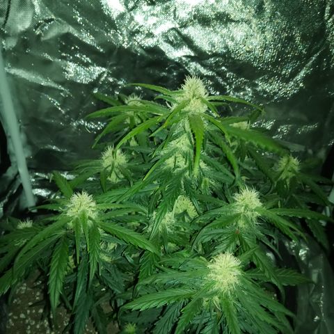 Bruce Banner auto growlog timeline photo