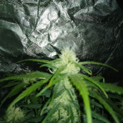 Bruce Banner auto growlog timeline photo