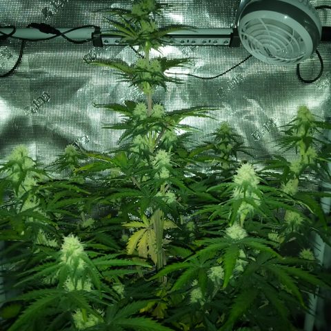 Jet growlog timeline photo