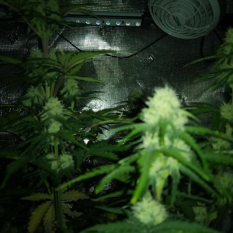 Jet growlog timeline photo