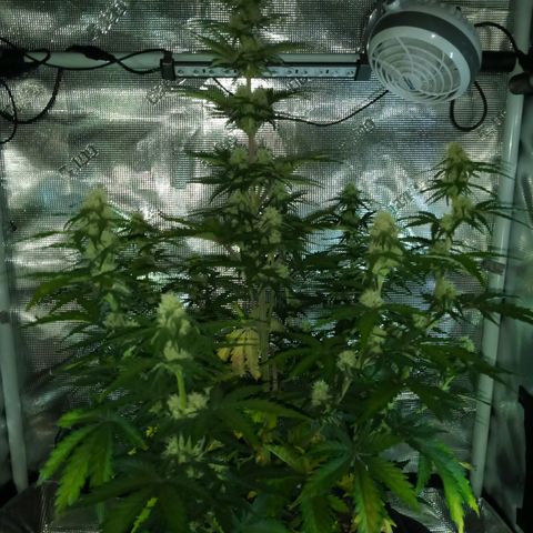 Jet growlog timeline photo