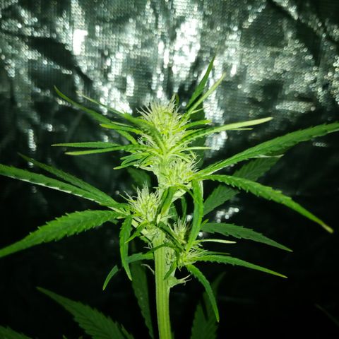 Gorilla Glue (Contest) growlog timeline photo