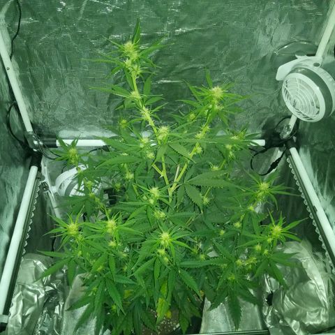 Gorilla Glue (Contest) growlog timeline photo