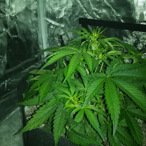 Crystal Candy XL Auto growlog timeline photo