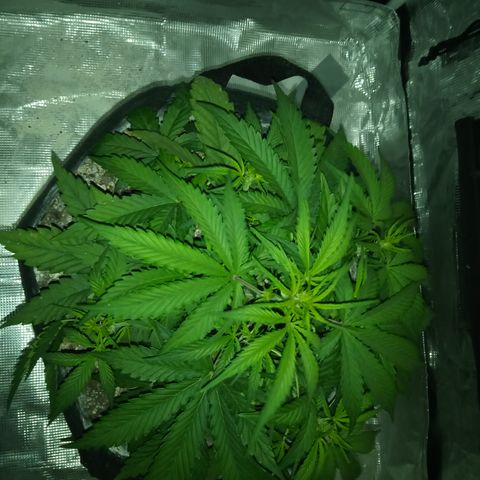 Crystal Candy XL Auto growlog timeline photo