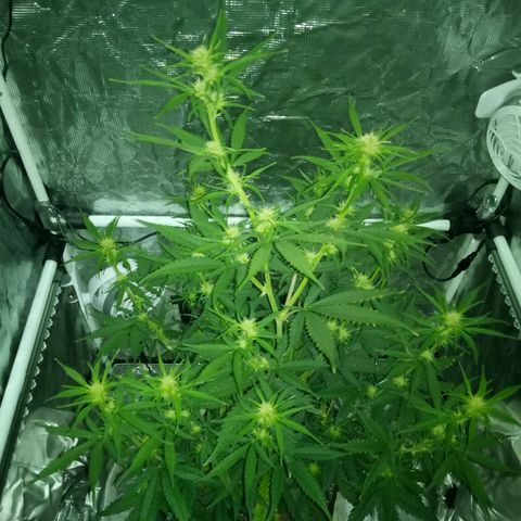 Gorilla Glue (Contest) growlog timeline photo