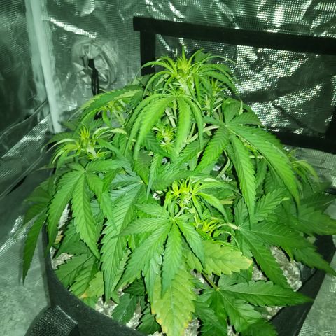 Crystal Candy XL Auto growlog timeline photo
