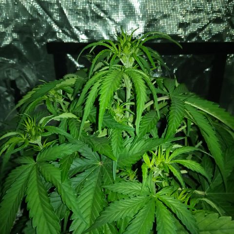 Crystal Candy XL Auto growlog timeline photo