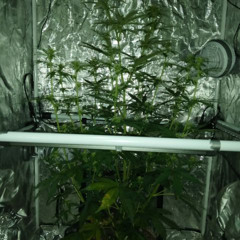 Gorilla Glue (Contest) growlog timeline photo