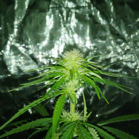 Gorilla Glue (Contest) growlog timeline photo