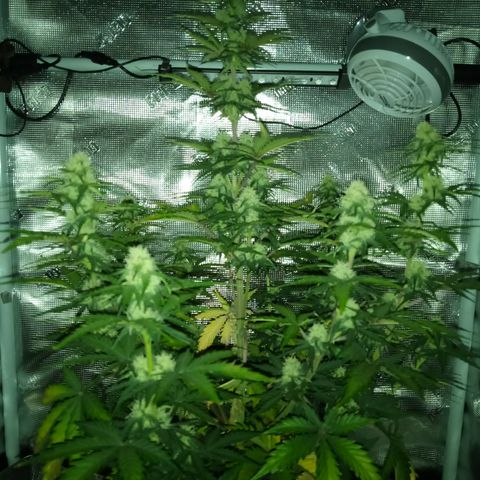 Jet growlog timeline photo