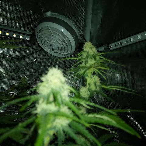 Jet growlog timeline photo