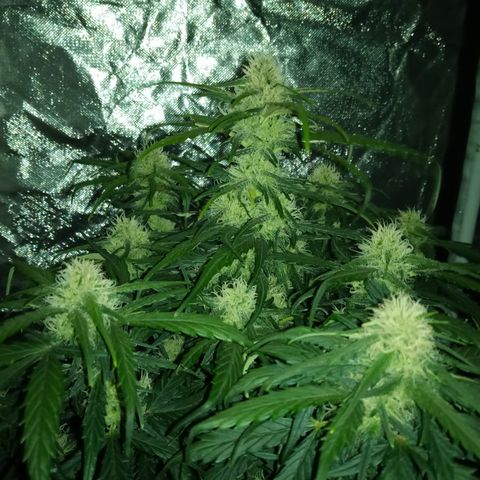 Bruce Banner auto growlog timeline photo