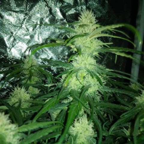 Bruce Banner auto growlog timeline photo