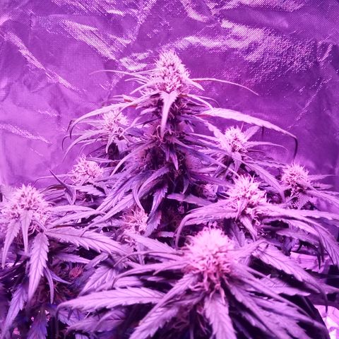 Bruce Banner auto growlog photo: Lights ON