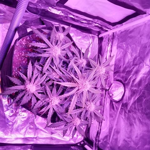 Bruce Banner auto growlog photo: Lights ON