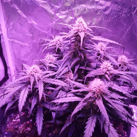 Bruce Banner auto growlog photo: Lights ON