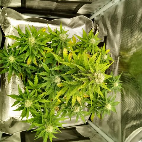 Jet growlog timeline photo