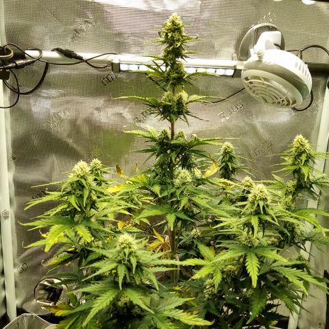 Jet growlog timeline photo