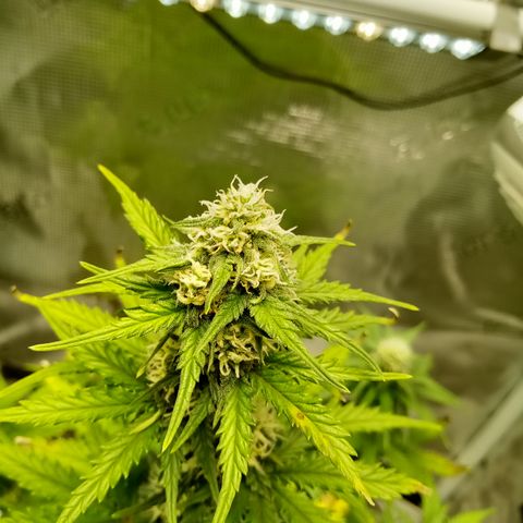 Jet growlog timeline photo