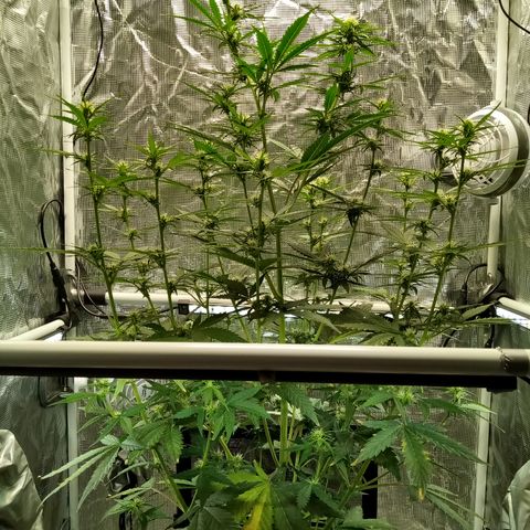 Gorilla Glue (Contest) growlog timeline photo