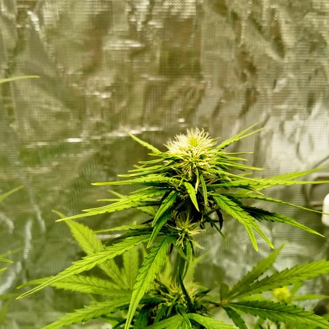 Gorilla Glue (Contest) growlog timeline photo