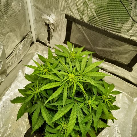 Crystal Candy XL Auto growlog timeline photo