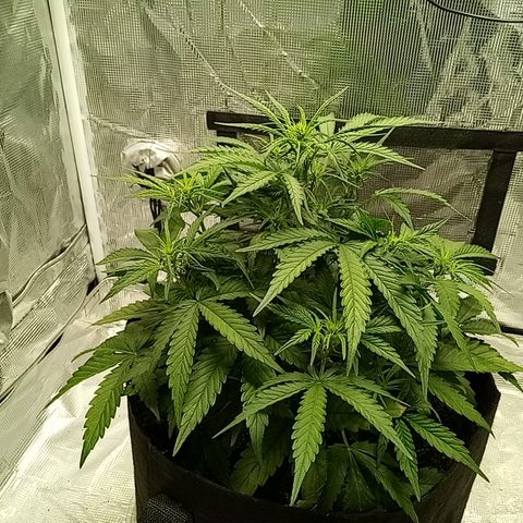 Crystal Candy XL Auto growlog timeline photo