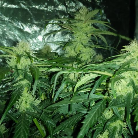 Bruce Banner auto growlog timeline photo
