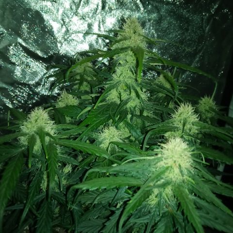 Bruce Banner auto growlog timeline photo