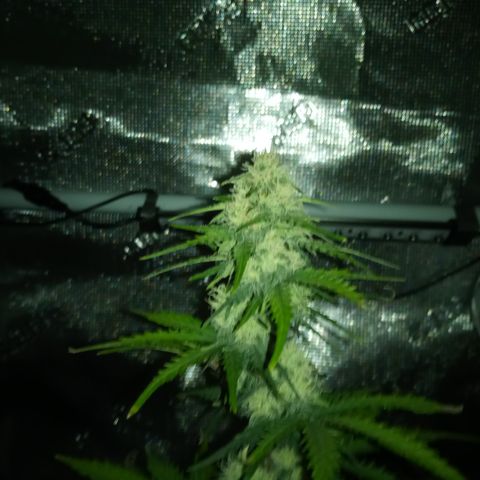 Jet growlog timeline photo