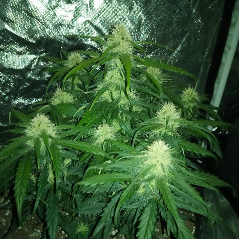 Bruce Banner auto growlog timeline photo