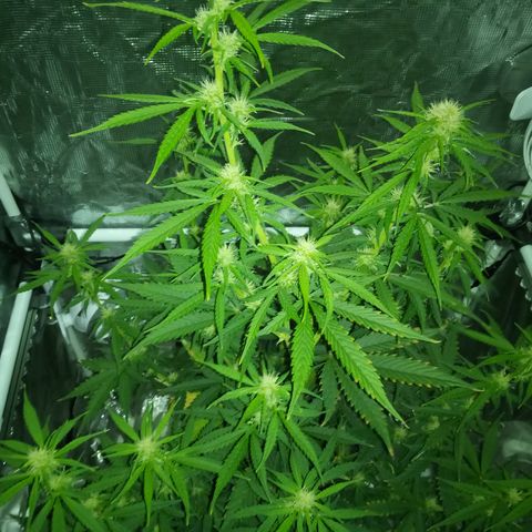 Gorilla Glue (Contest) growlog timeline photo