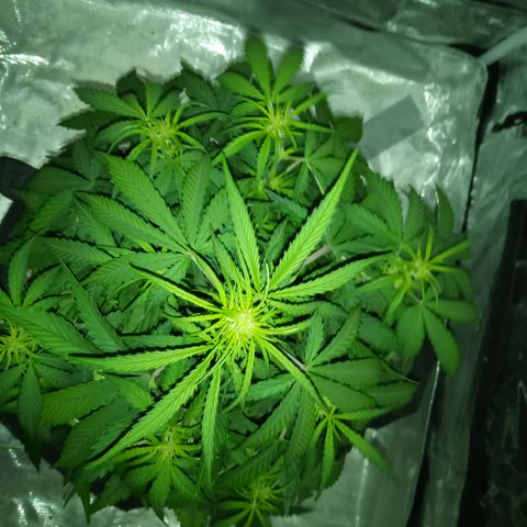 Crystal Candy XL Auto growlog timeline photo