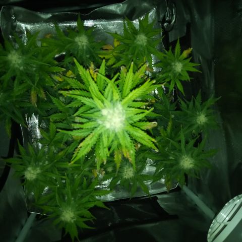 Jet growlog timeline photo
