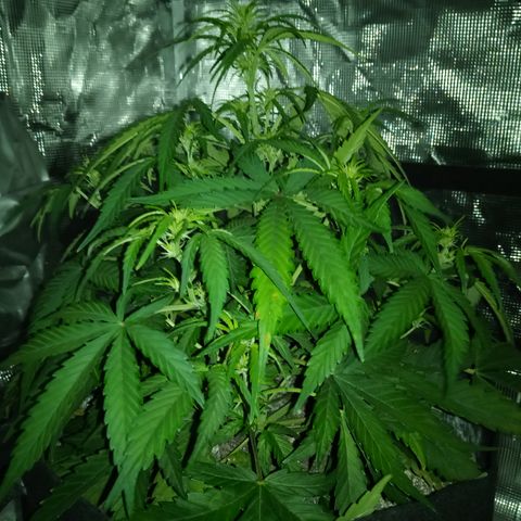 Crystal Candy XL Auto growlog timeline photo