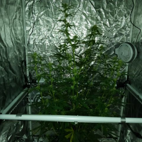 Gorilla Glue (Contest) growlog timeline photo