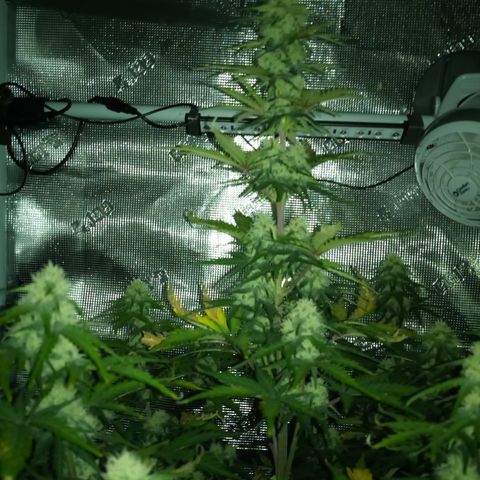 Jet growlog timeline photo
