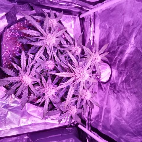 Bruce Banner auto growlog timeline photo