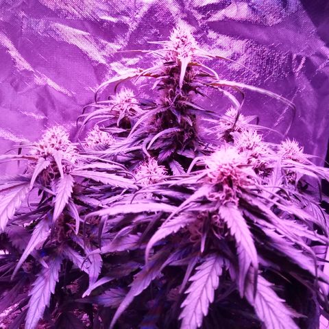 Bruce Banner auto growlog timeline photo
