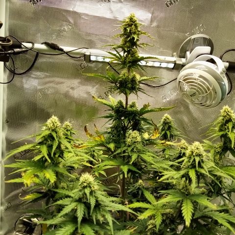 Jet growlog timeline photo